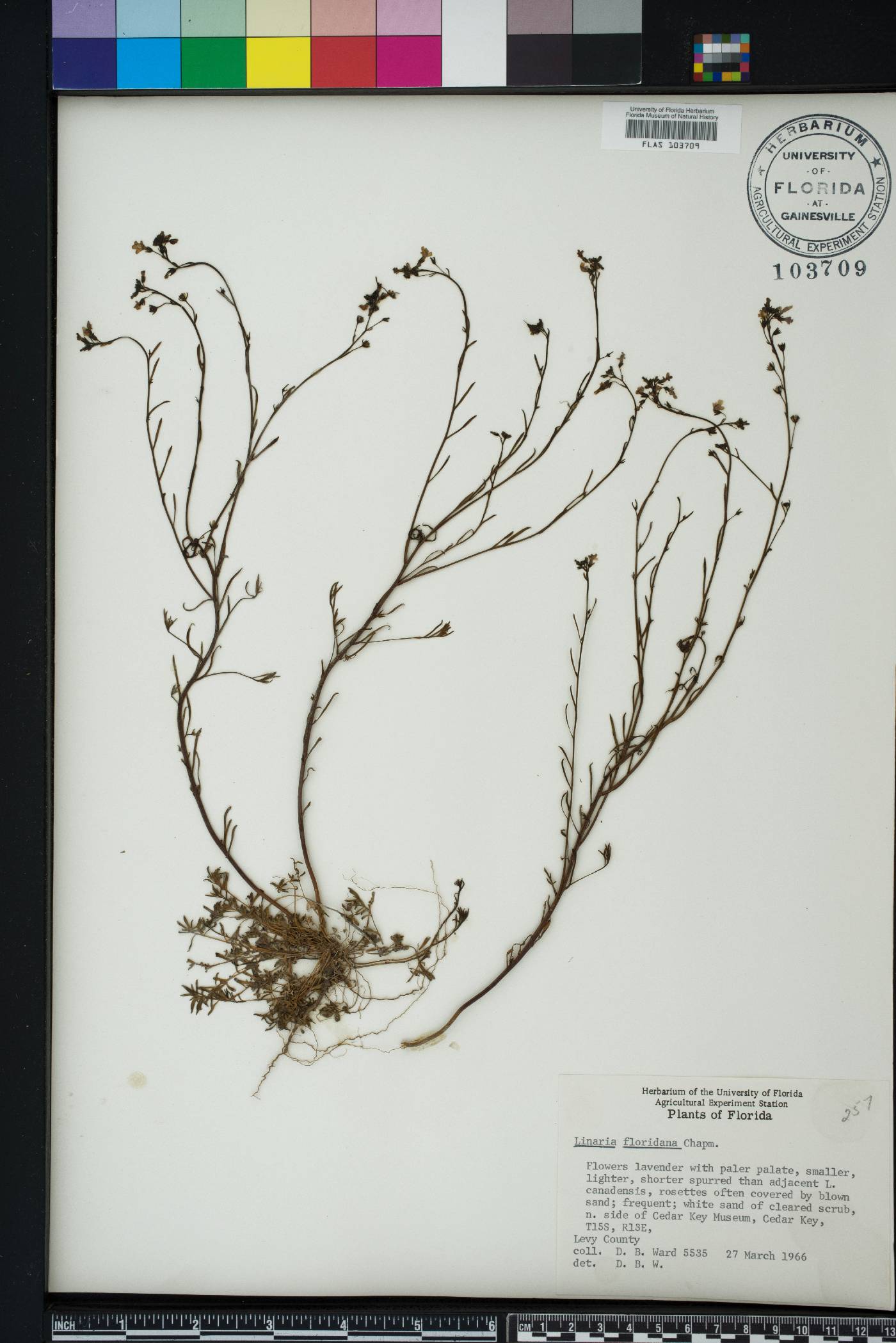 Linaria floridana image