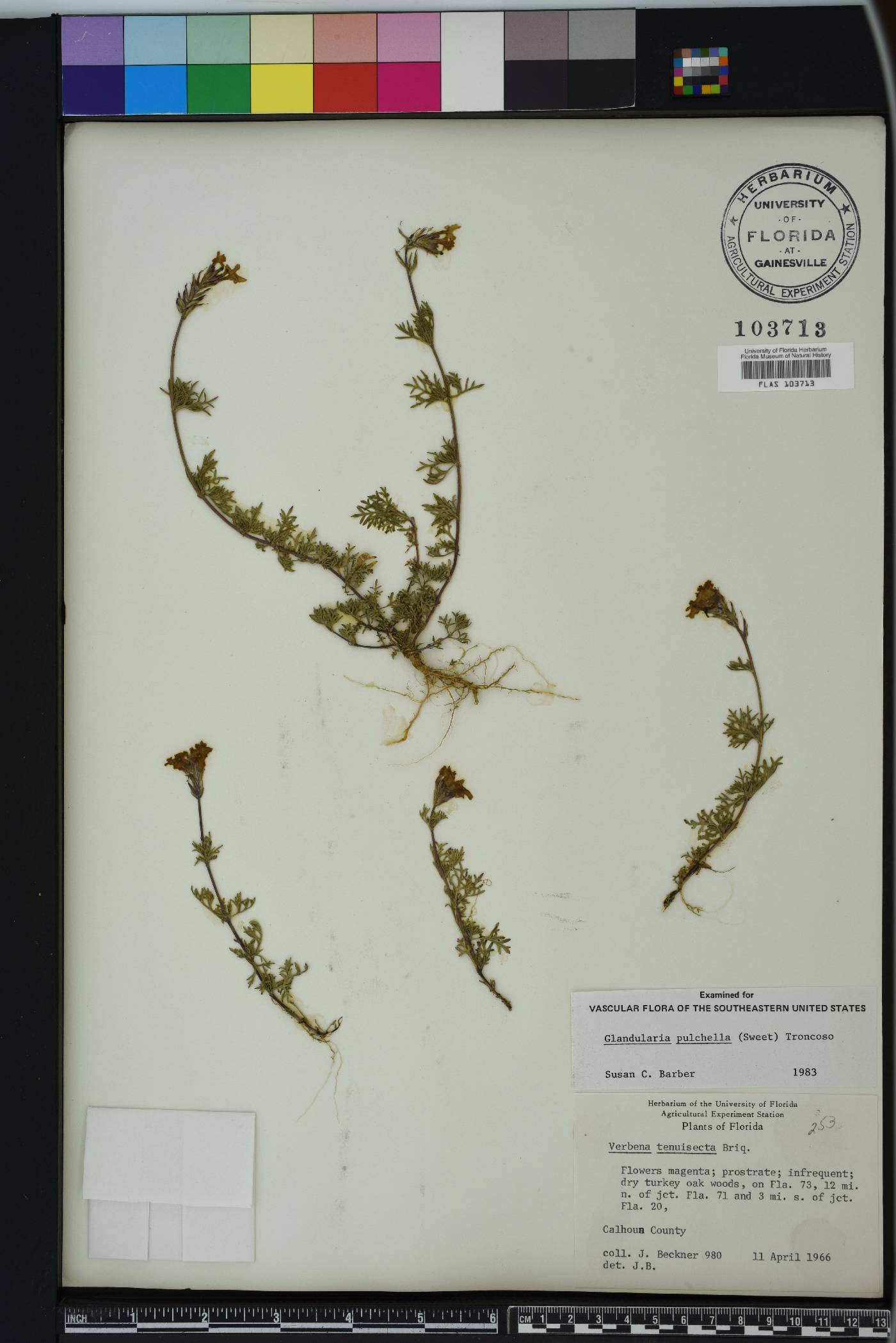 Glandularia aristigera image