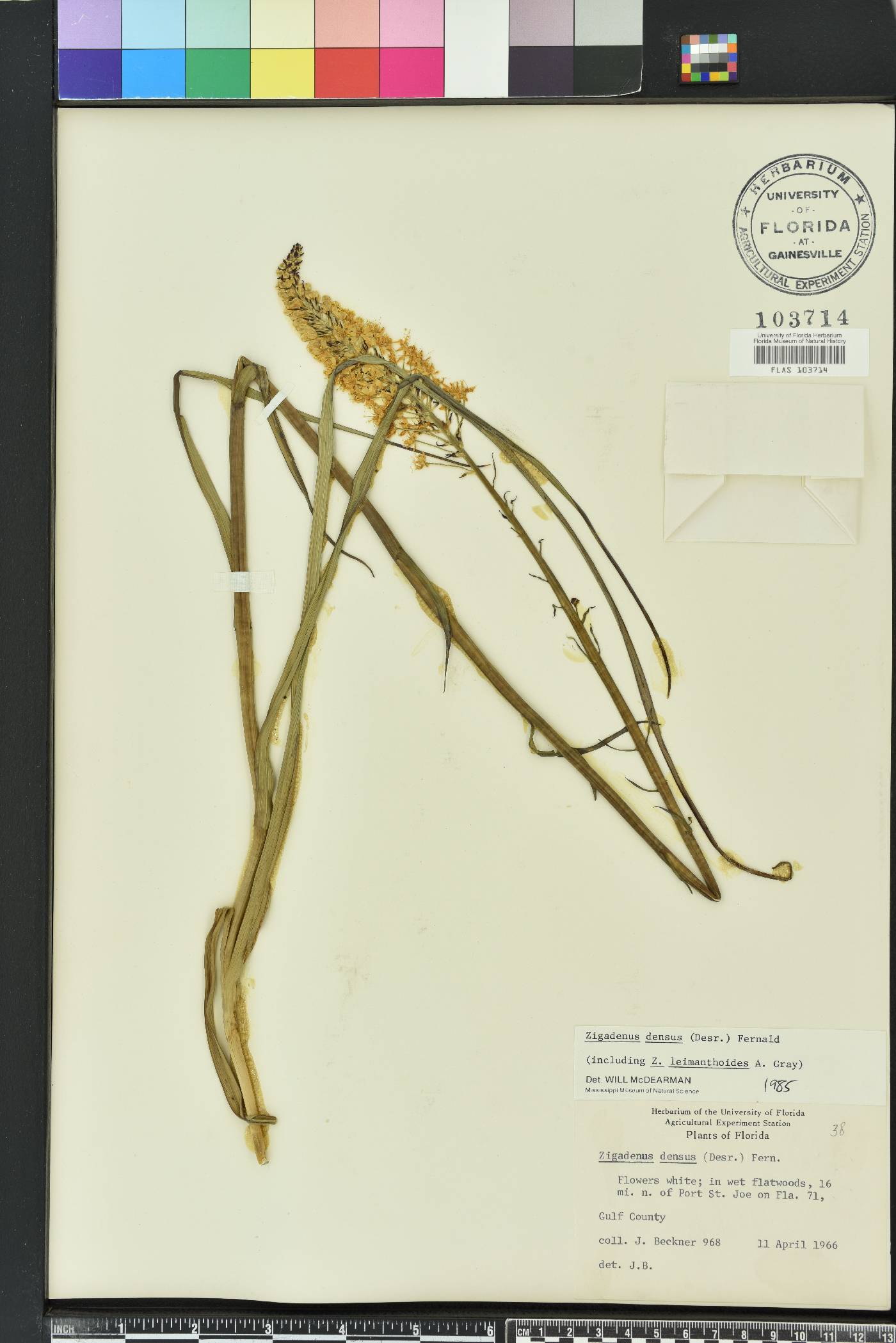 Stenanthium densum image