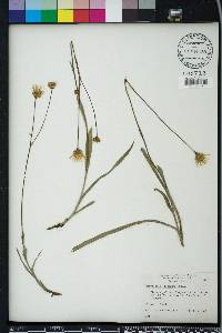 Pityopsis oligantha image