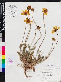 Coreopsis lanceolata image