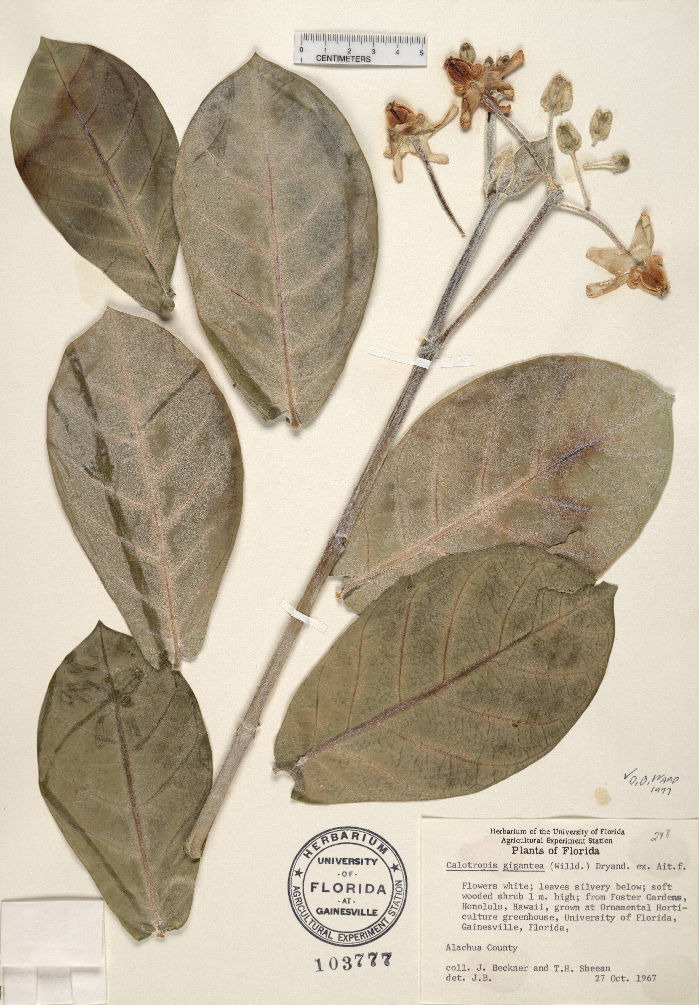 Calotropis gigantea image