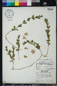 Dyschoriste oblongifolia image