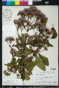 Eupatorium dubium image