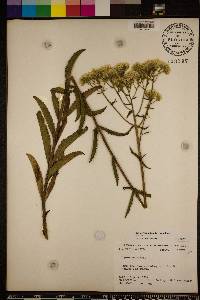 Eupatorium album image