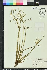 Cyperus haspan image