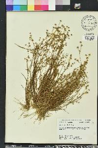 Juncus debilis image