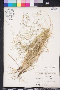 Eragrostis lugens image