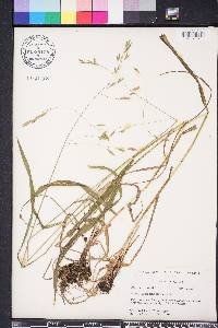 Bromus pubescens image