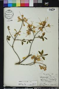 Rhododendron canescens image