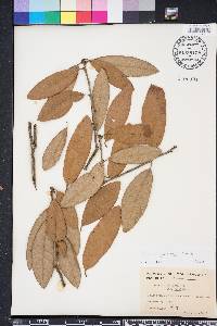 Quercus geminata image