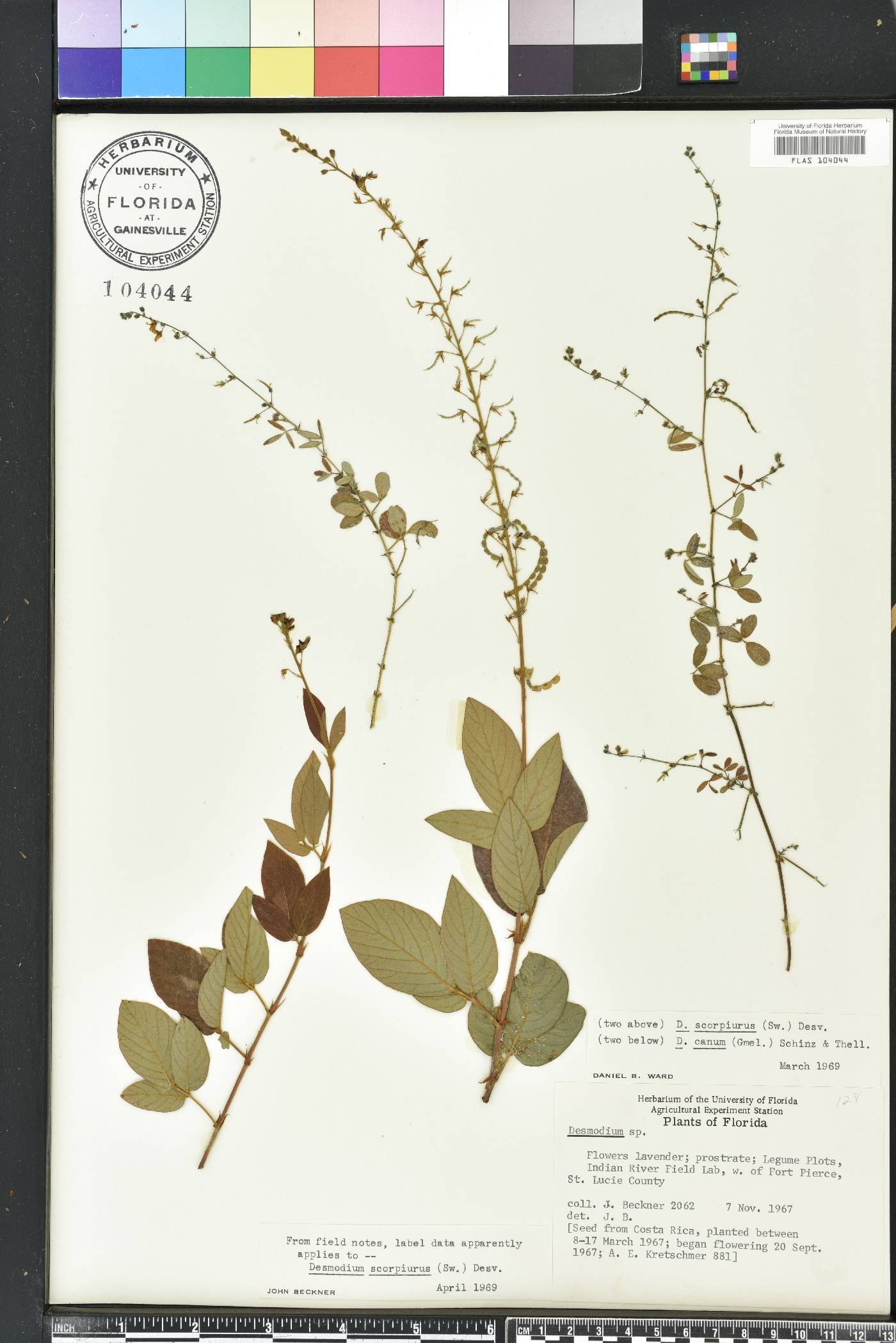 Desmodium scorpiurus image