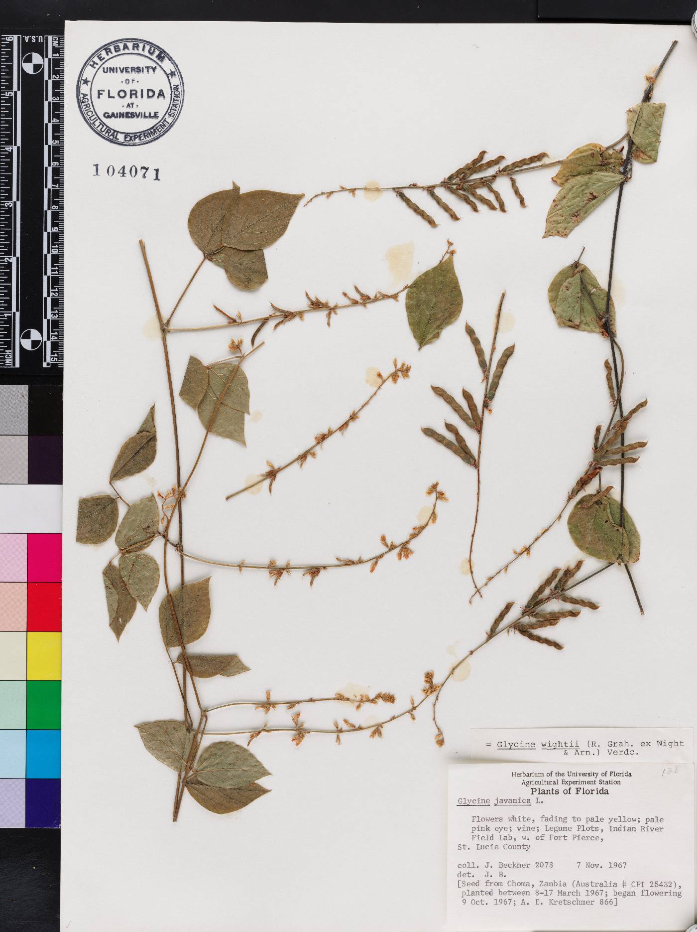 Glycine wightii image