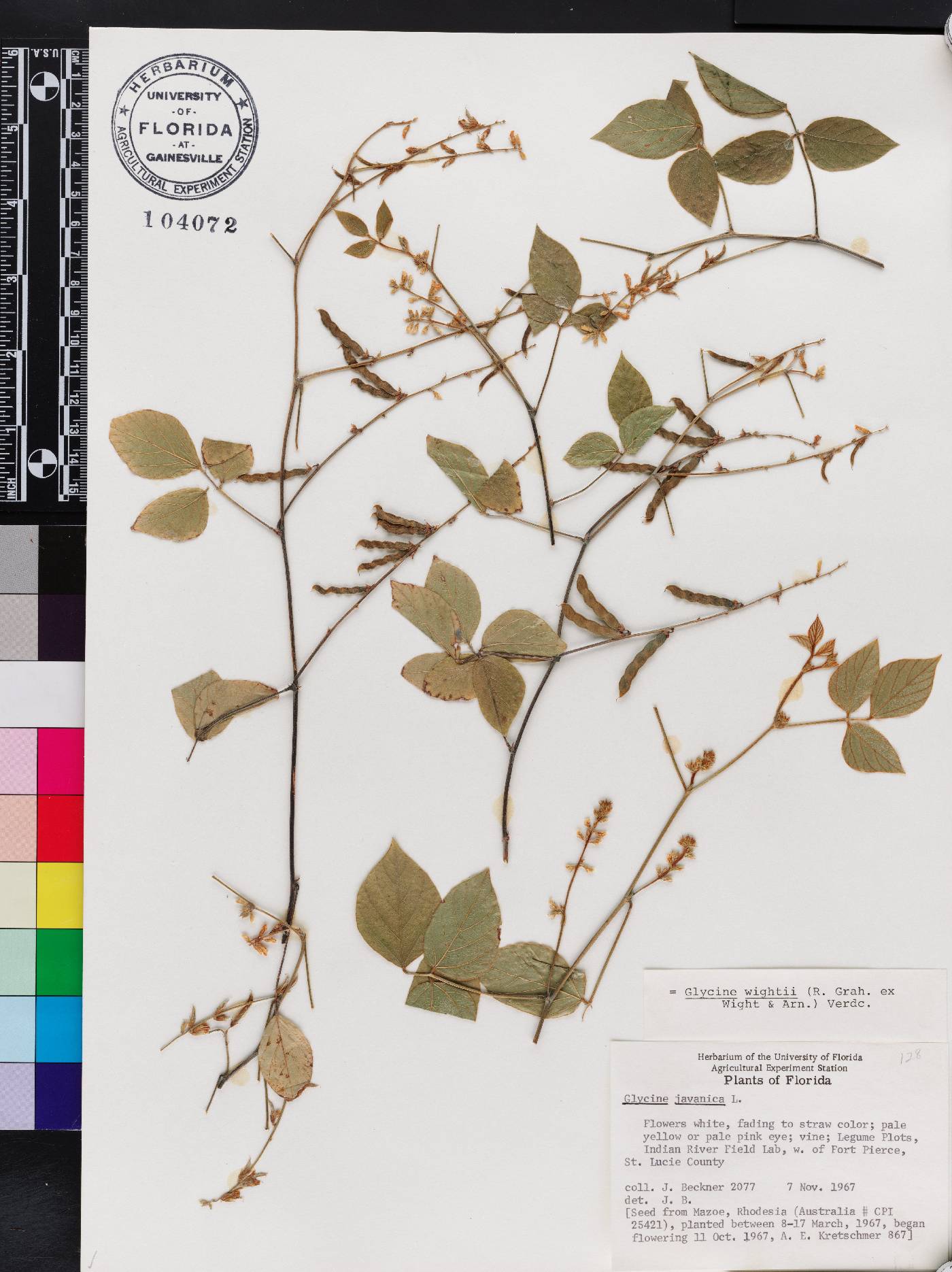 Glycine wightii image