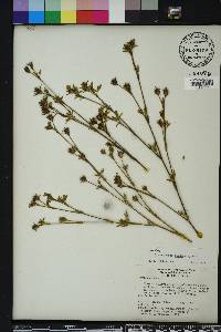 Stylosanthes hamata image