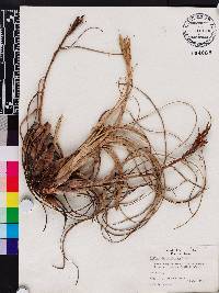 Tillandsia balbisiana image