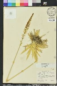 Aletris lutea image