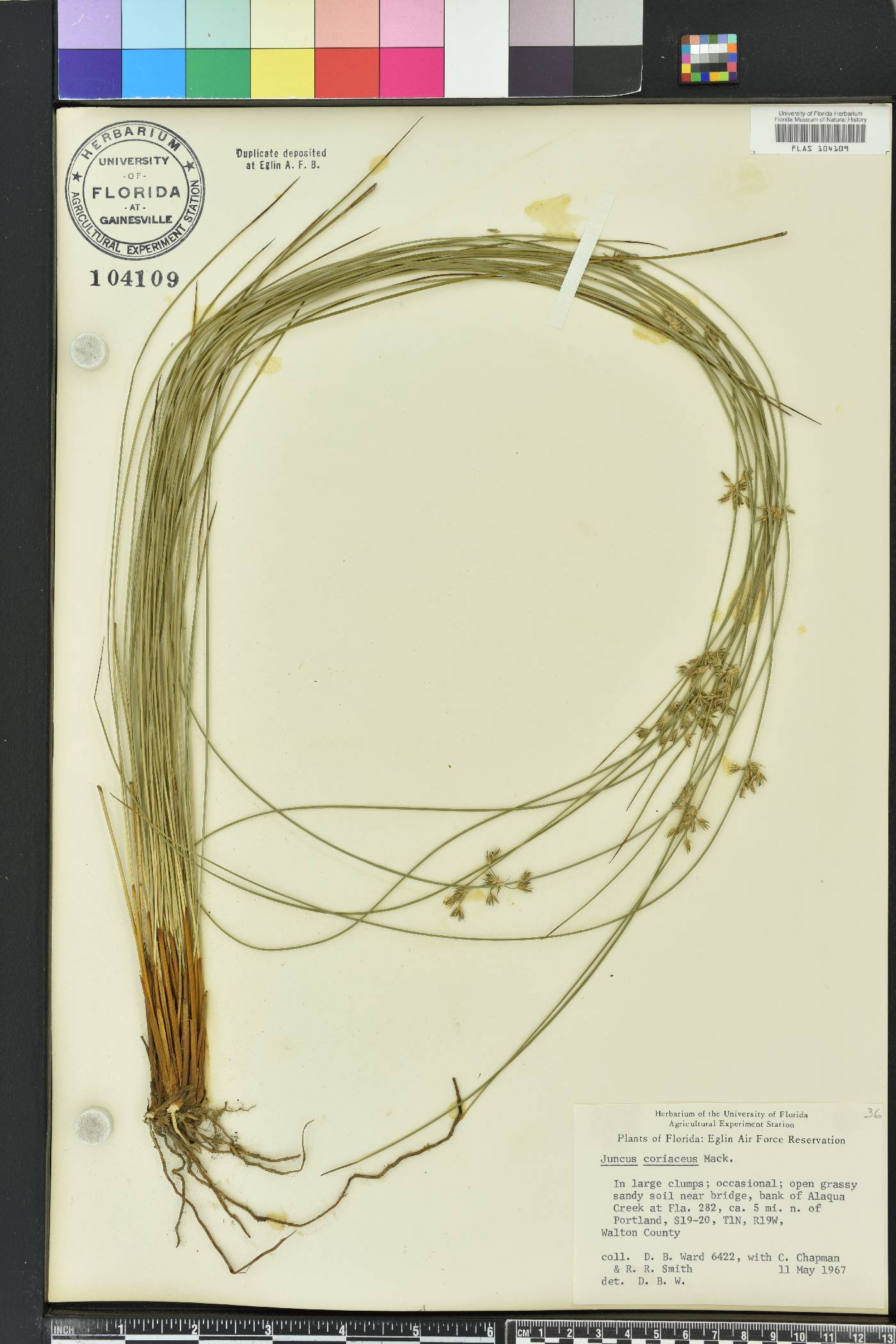 Juncus coriaceus image