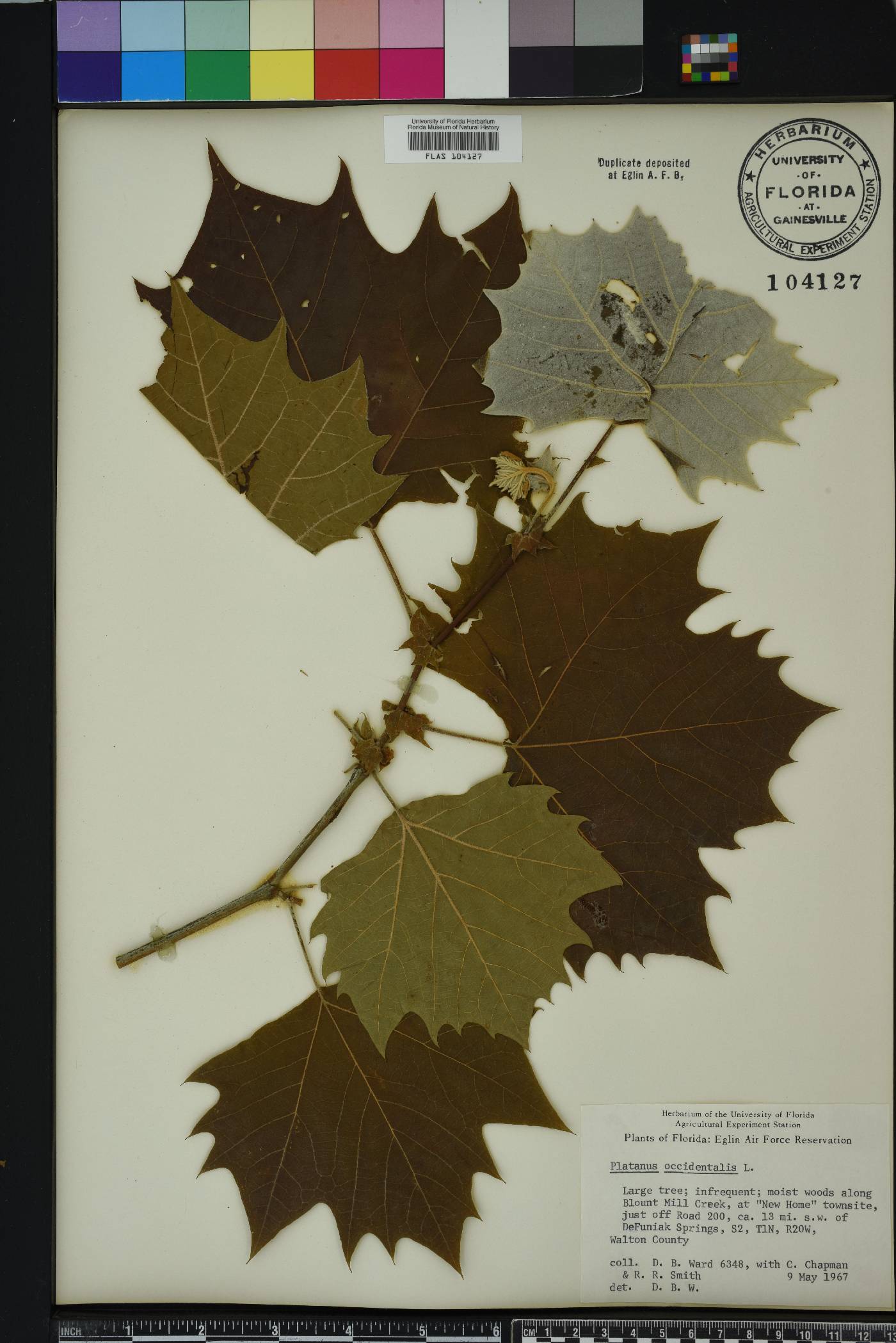 Platanus orientalis image