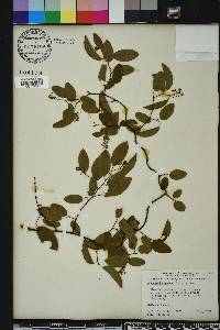 Berchemia scandens image