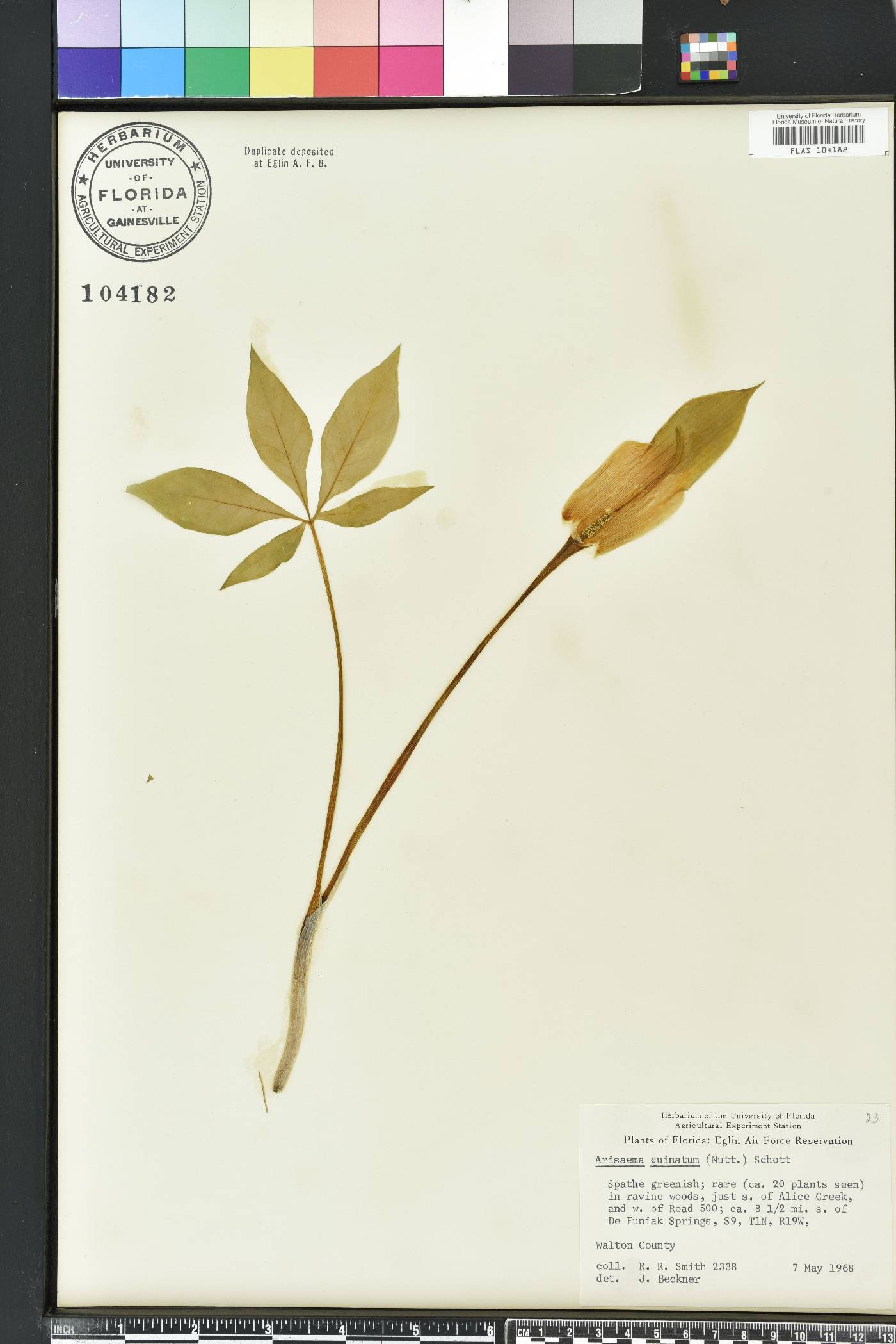 Arisaema quinatum image