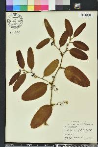 Smilax laurifolia image