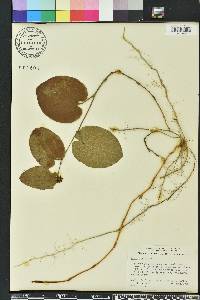 Smilax pumila image