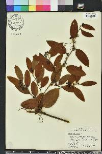 Smilax laurifolia image