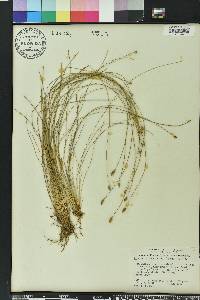 Eleocharis tuberculosa image