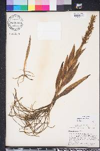 Habenaria repens image