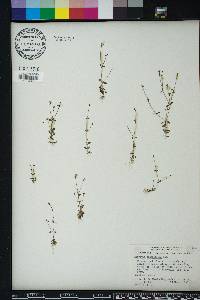 Houstonia pusilla image