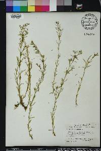 Polypremum procumbens image