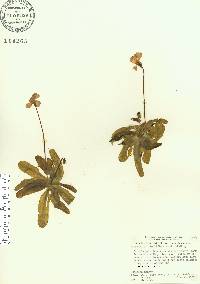 Pinguicula primuliflora image