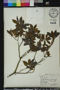 Cliftonia monophylla image