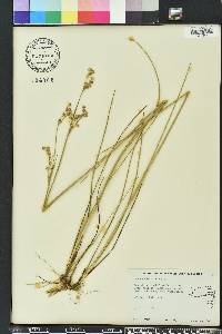 Juncus scirpoides image