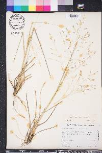 Eragrostis elliottii image