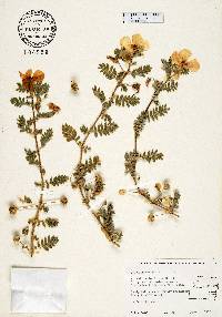 Tribulus cistoides image