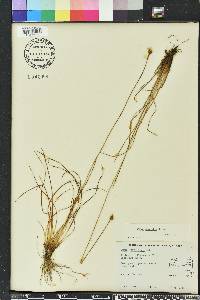 Xyris elliottii image