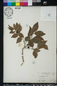 Eugenia axillaris image