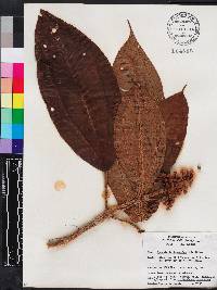 Miconia subhirsuta image