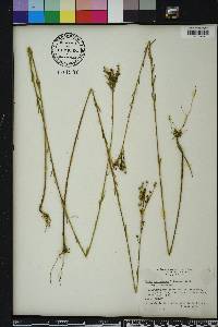 Linum floridanum image