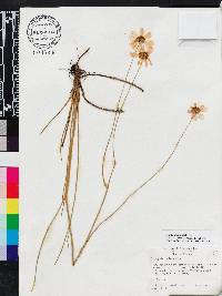 Coreopsis nudata image