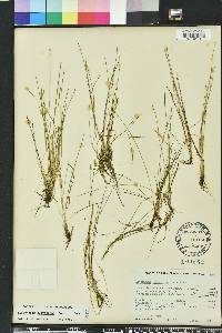 Eleocharis flavescens image