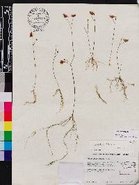 Utricularia gibba image