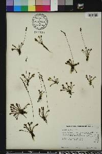 Drosera capillaris image