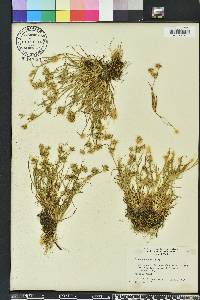 Juncus repens image