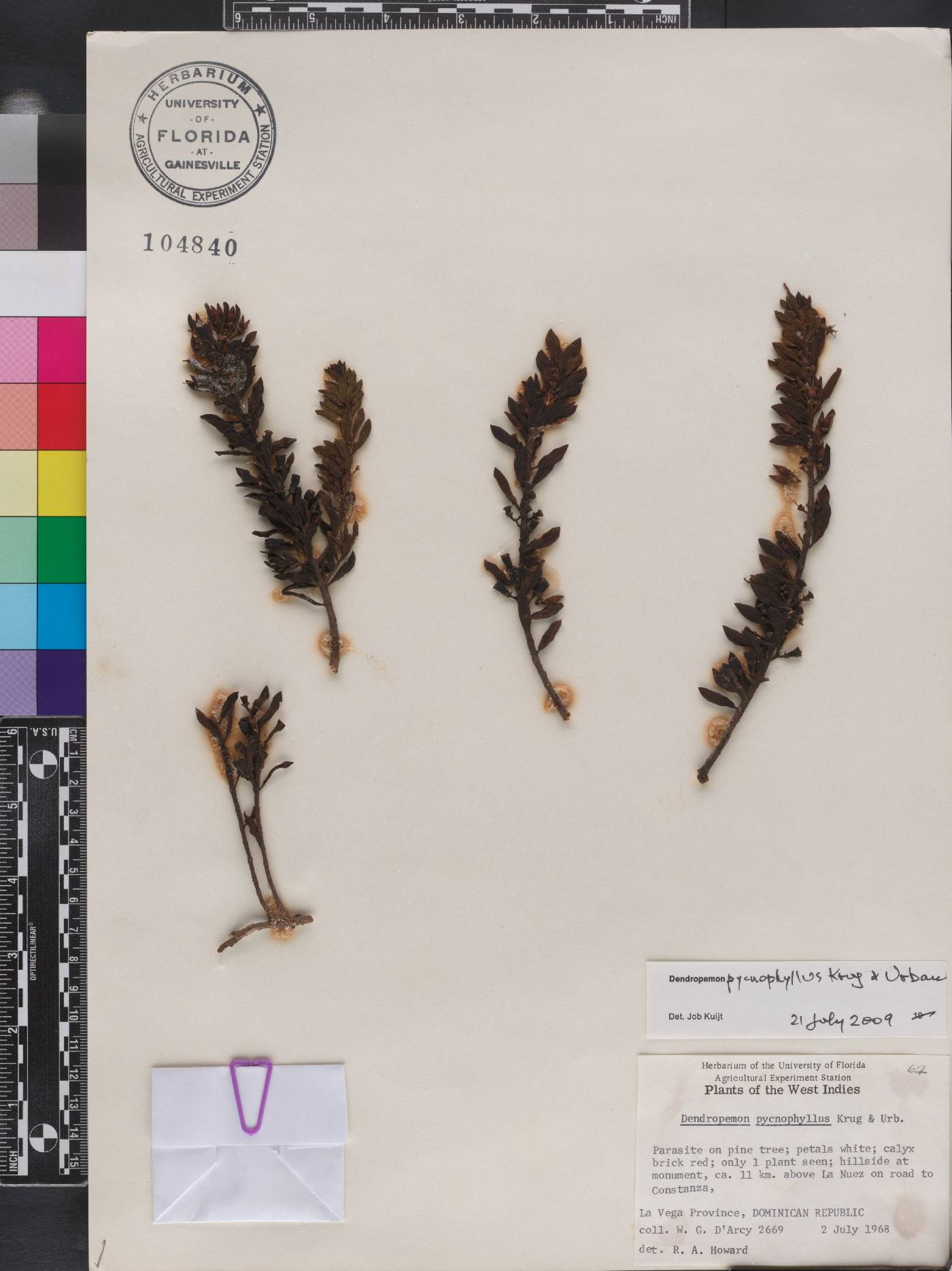 Dendropemon pycnophyllus image
