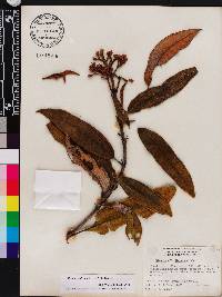 Miconia selleana image