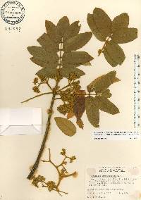 Brunellia comocladifolia image