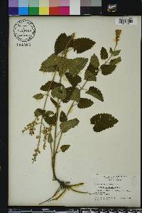 Scutellaria incana image